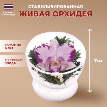 Орхидея в стекле  (7 x 8.5 x 8.5 см)