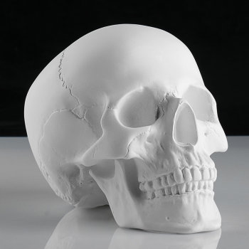 Гипсовый анатомический череп